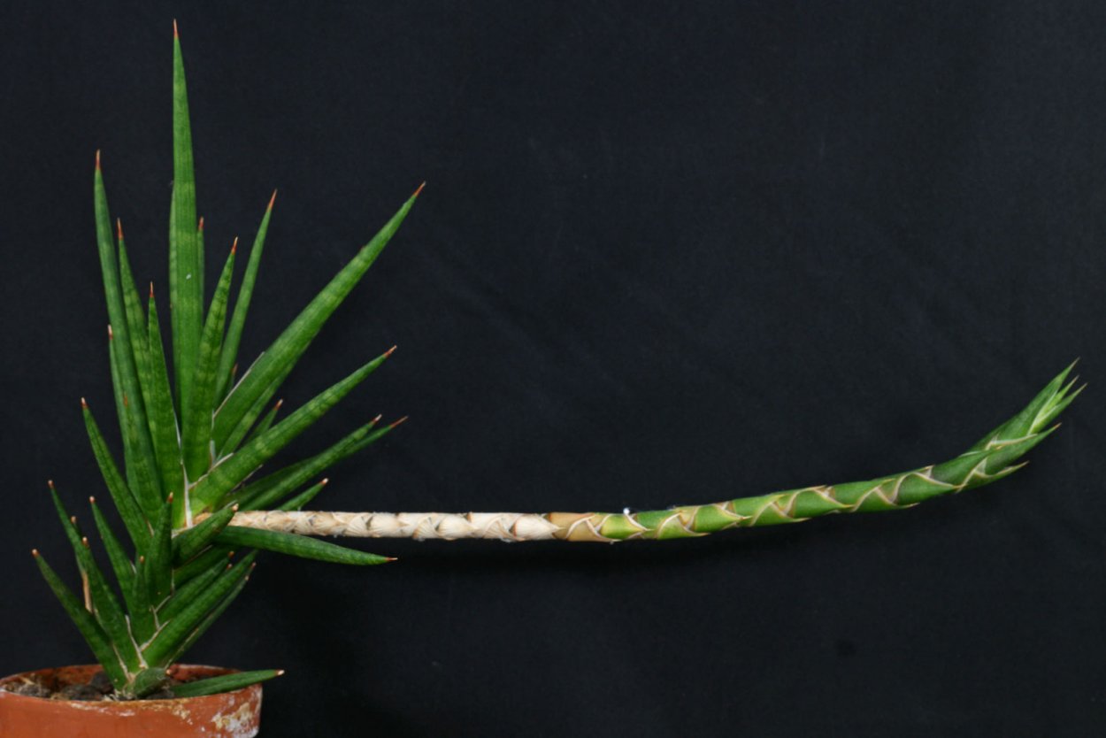 Сансевиерия francisii