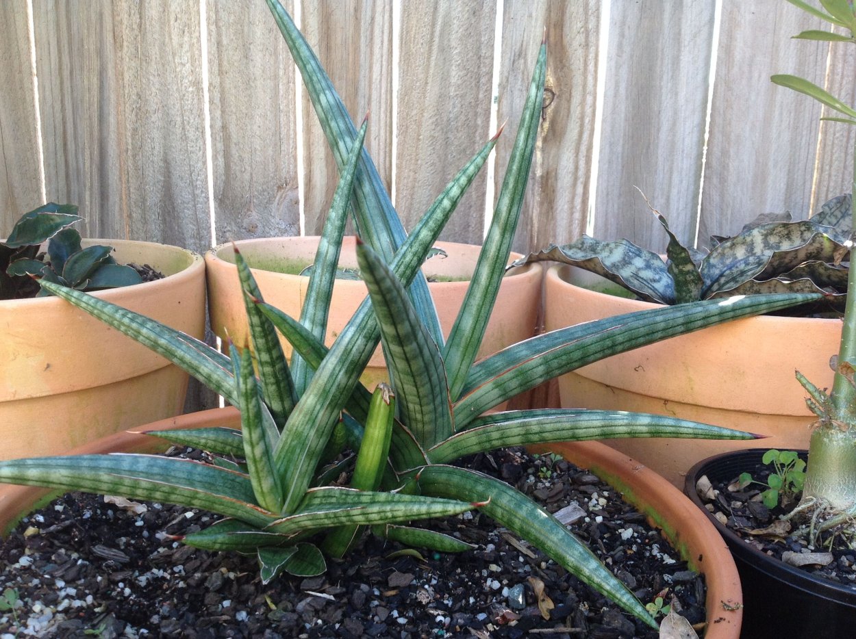 Сансевиерия щучий Ханни