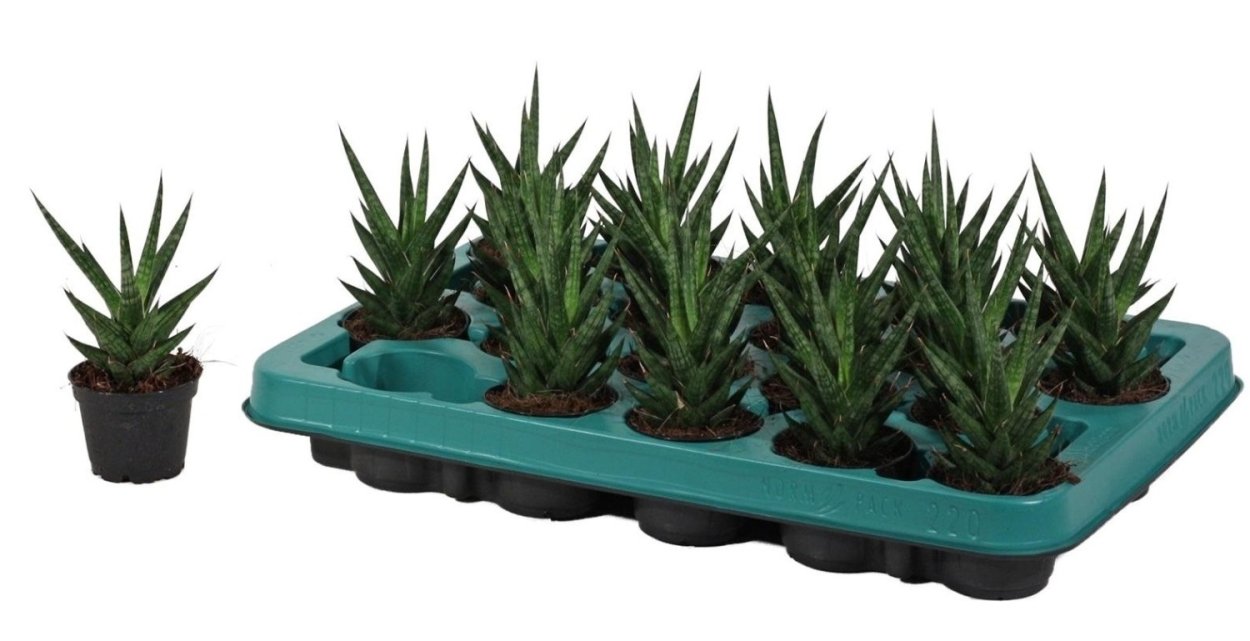 Сансевиерия Лауренти