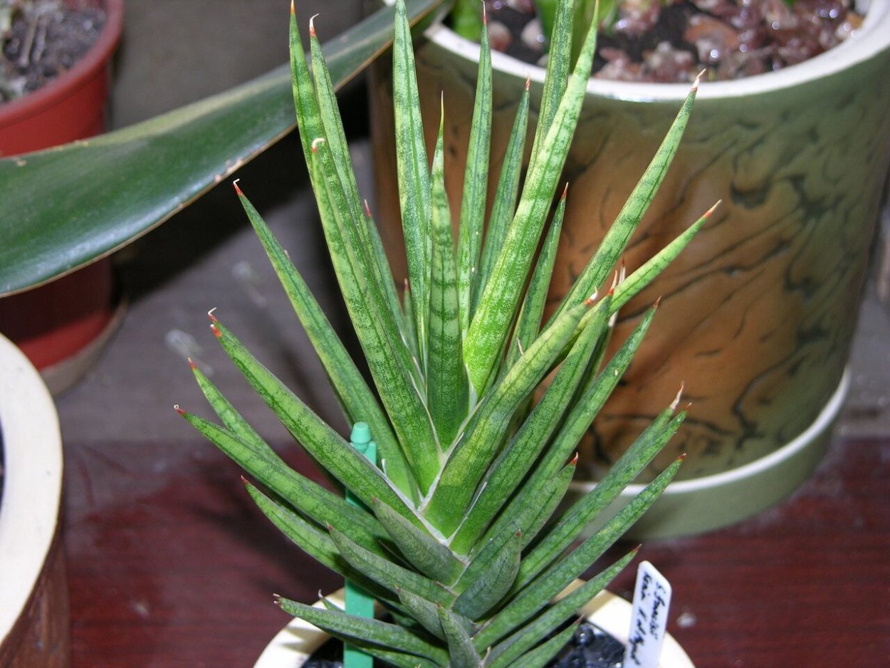 Сансевиерия Кристи