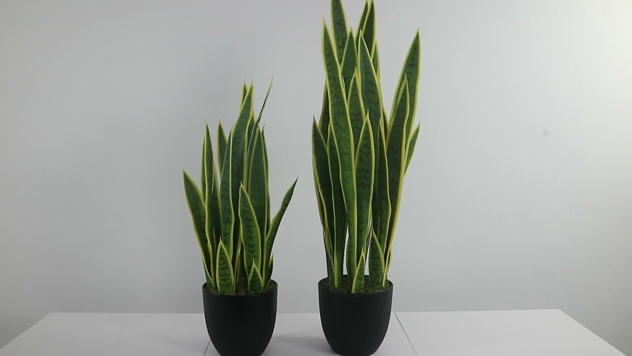 Сансевиерия francisii Spikey