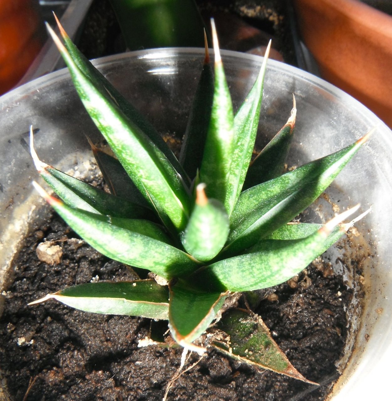 Сансевиерия Зейланика Вариегата