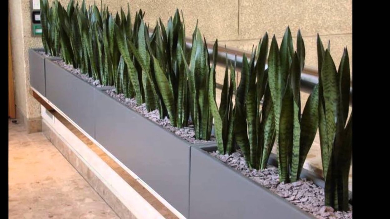 Сансевиерия Ханни детки