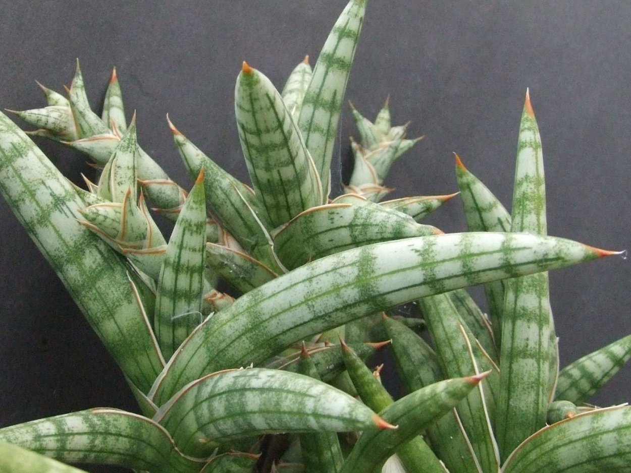 Суккулент Сансевиерия