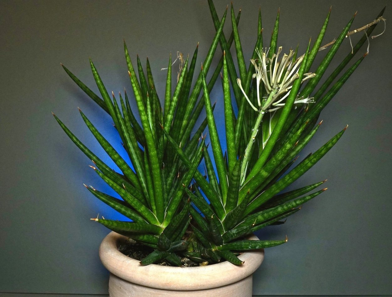 Бегония молочай Драцена сансевьера