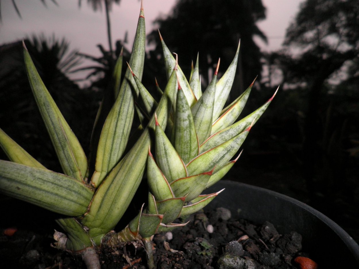 Сансевиерия Плант микс