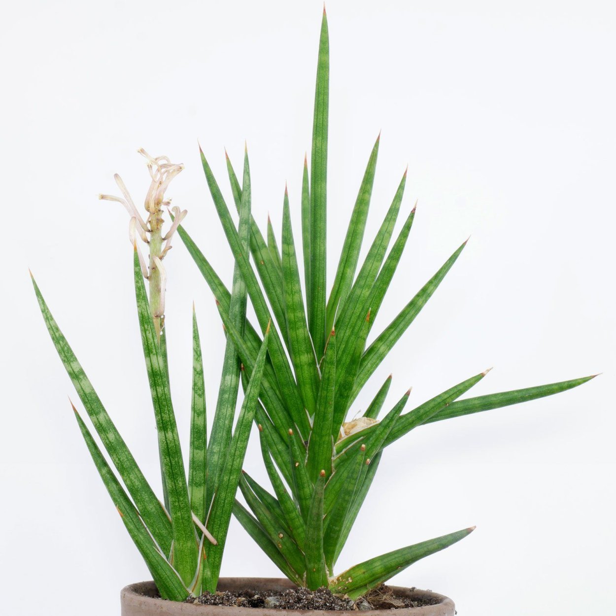 Сансевиерия Ханни Кордова