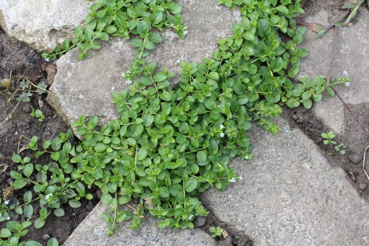 Приноготовник тимьянолистный (Paronychia kapela SSP. Serpyllifolia)