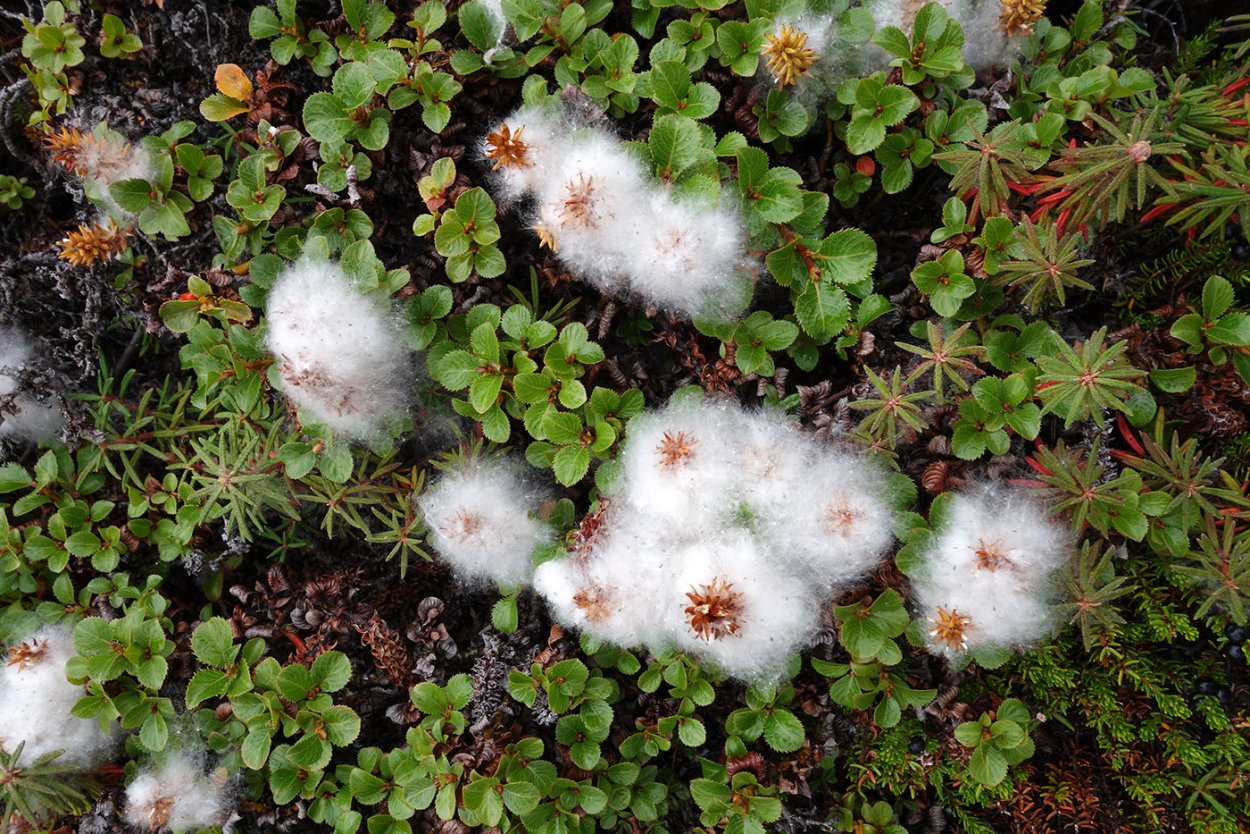 Salix тимьянолистная