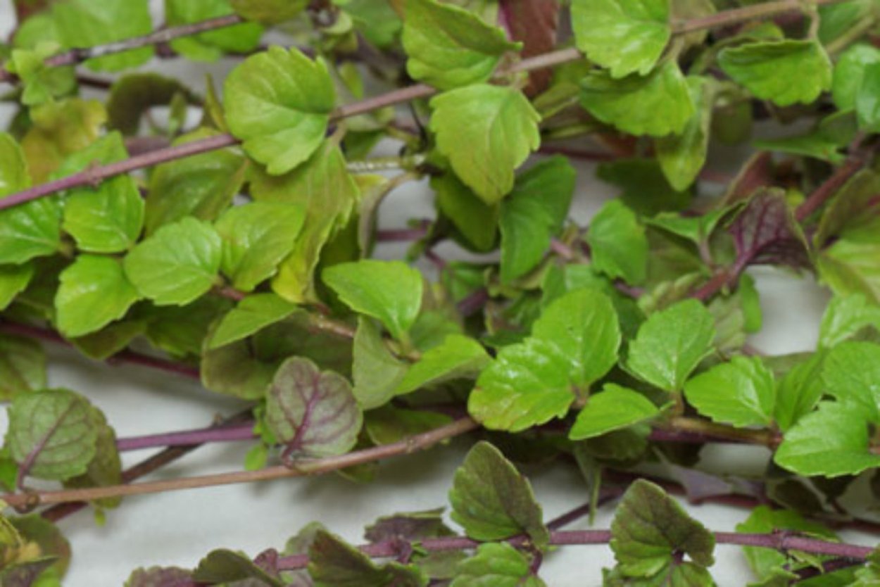 Радар-детектор Megaforcer z-11st