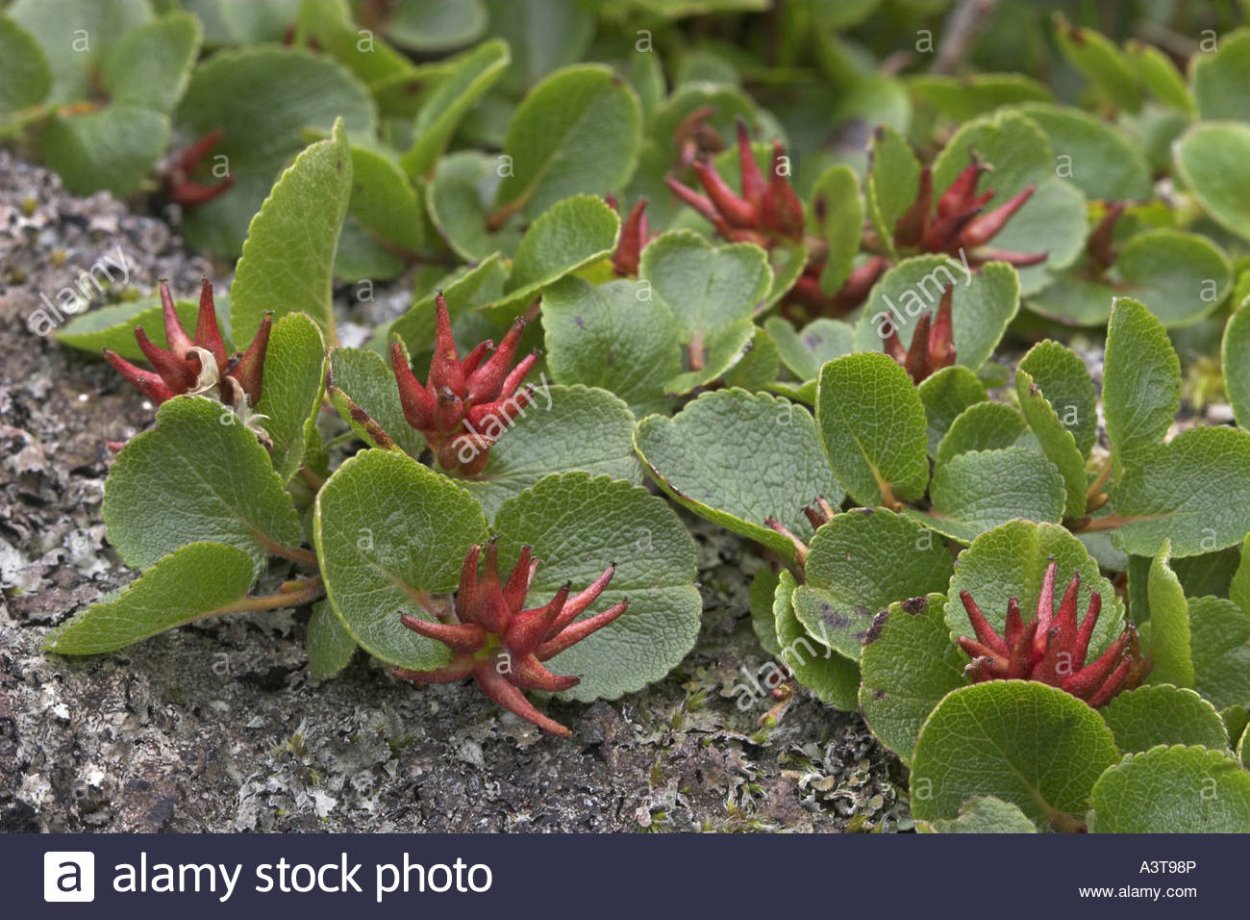 Вероника тимьянолистная гербарий