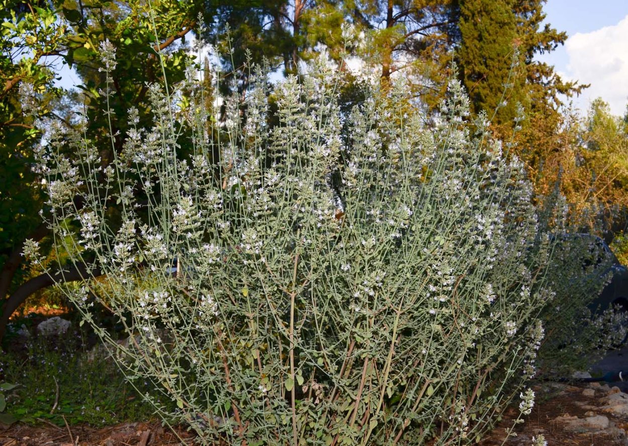 Salix serpyllifolia Ива тимьянолистная