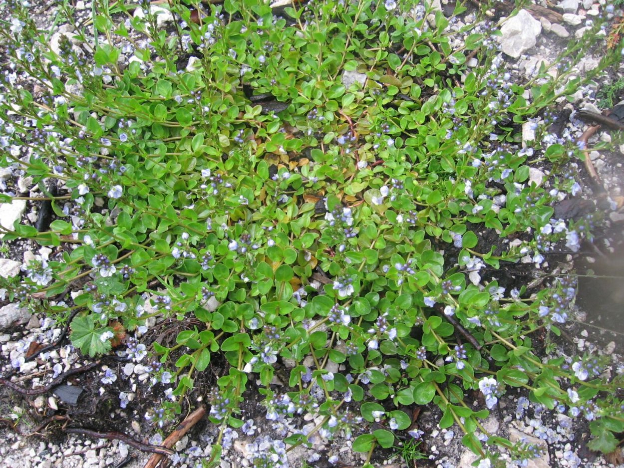 Ива симулатрикс