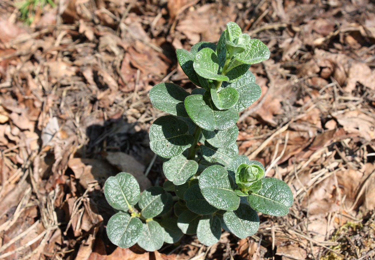 Ива ретикулята