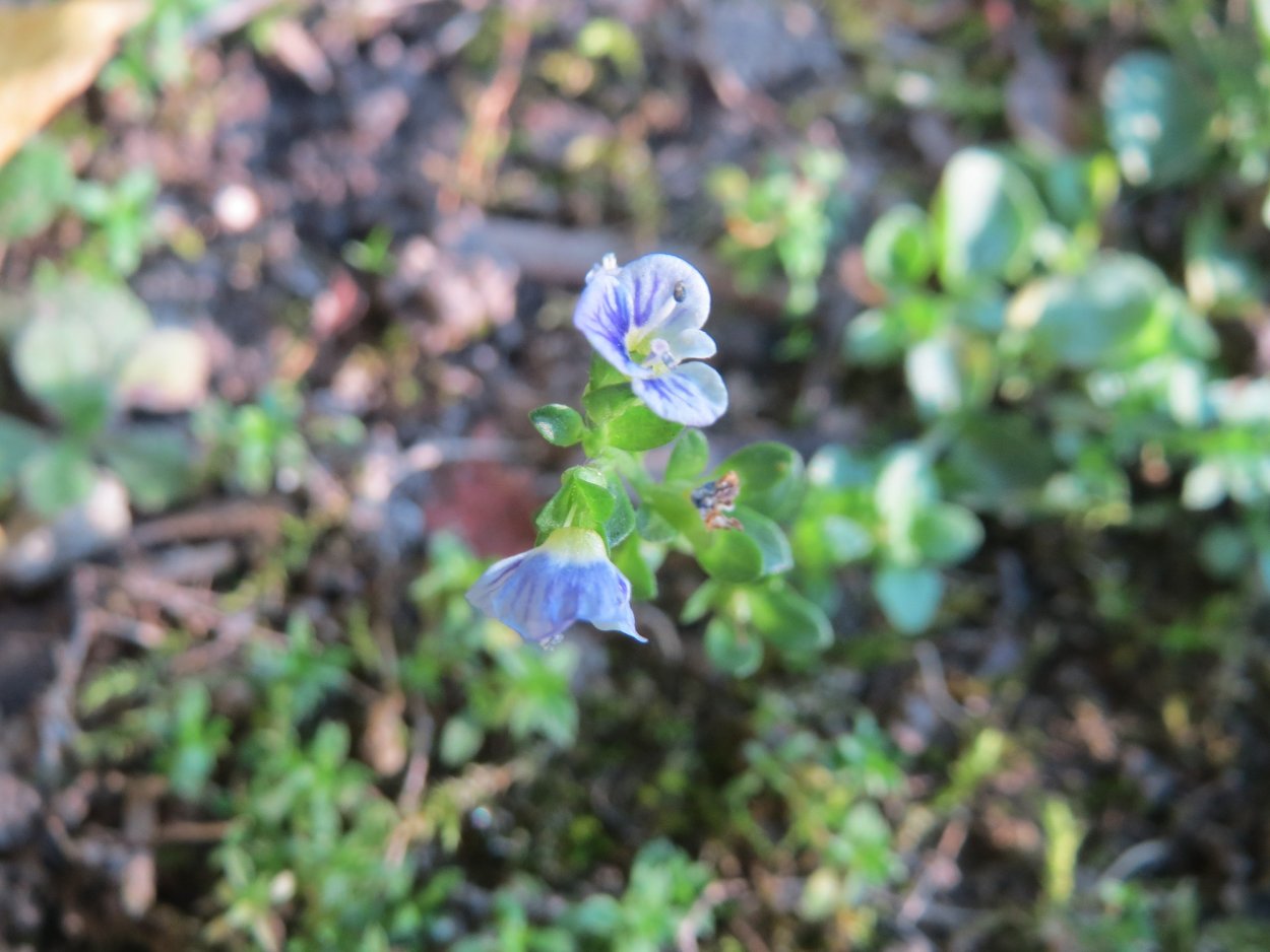 Veronica тимьянолистная гербарий