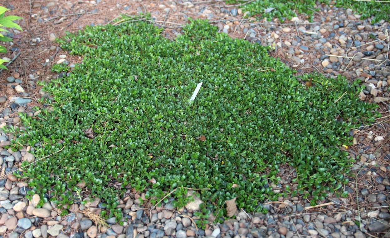 Ива финмарчика