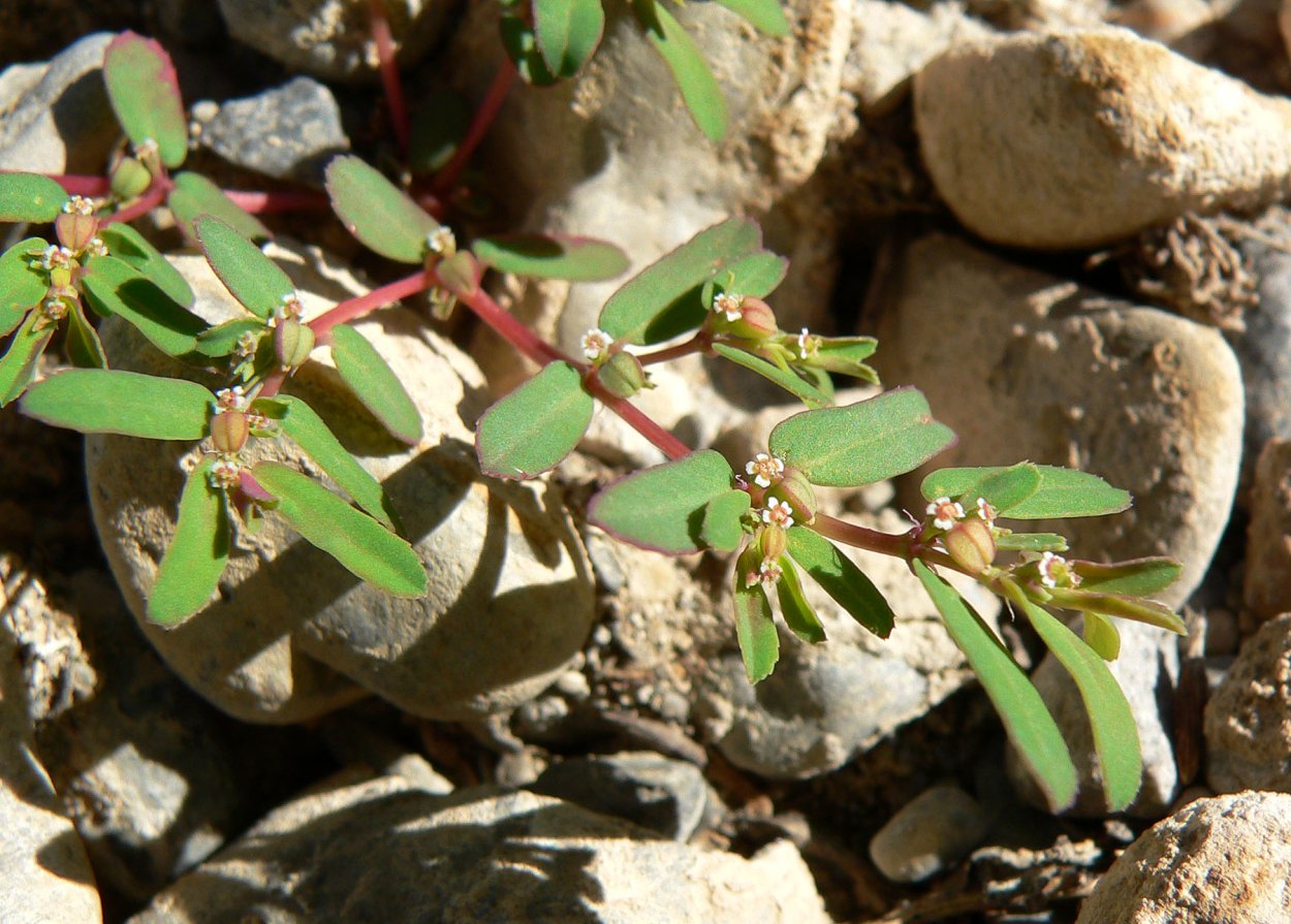 Карликовая Ива, Salix herbacea