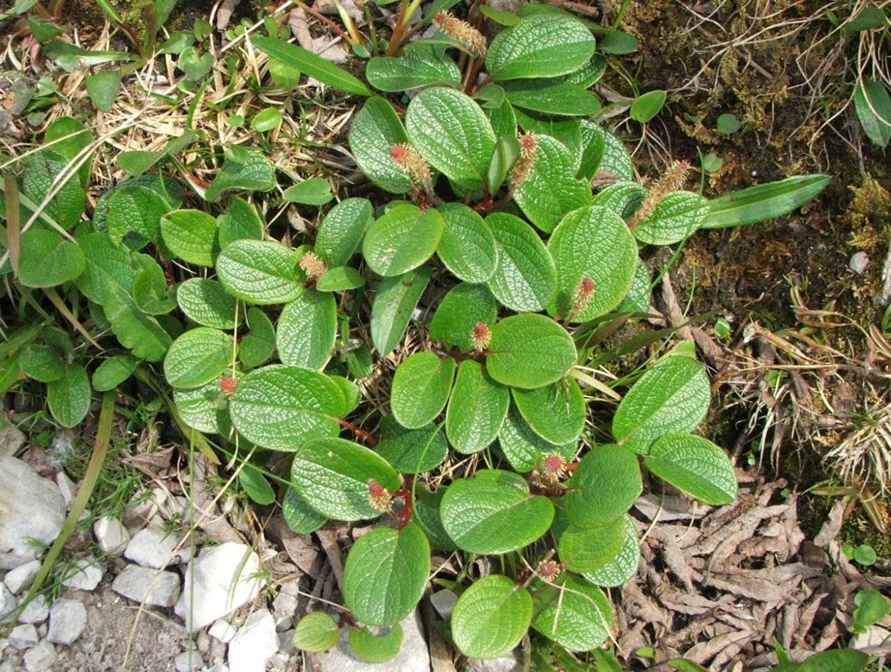 Micromeria fruticosa
