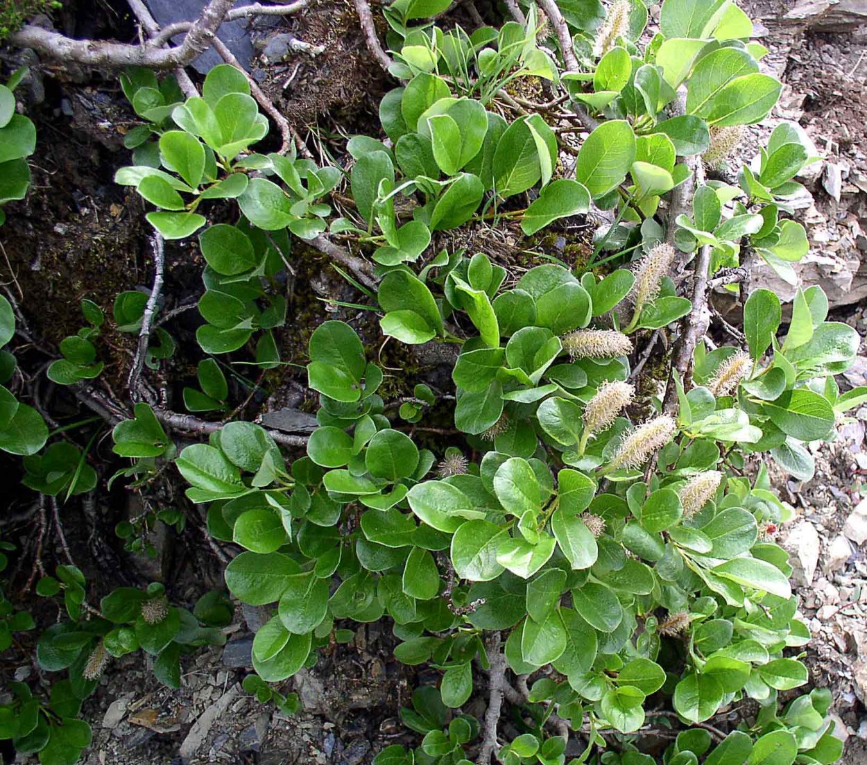 Salix amygdaloides