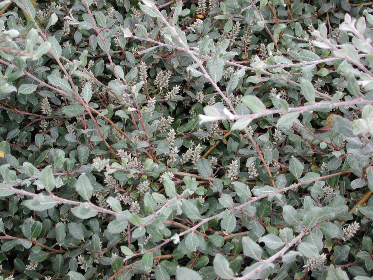 Материнская плата MSI 865gvm2-LS