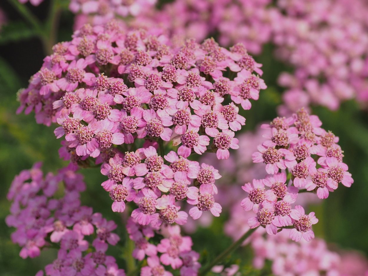Тысячелистник обыкновенный Лилак Бьюти
