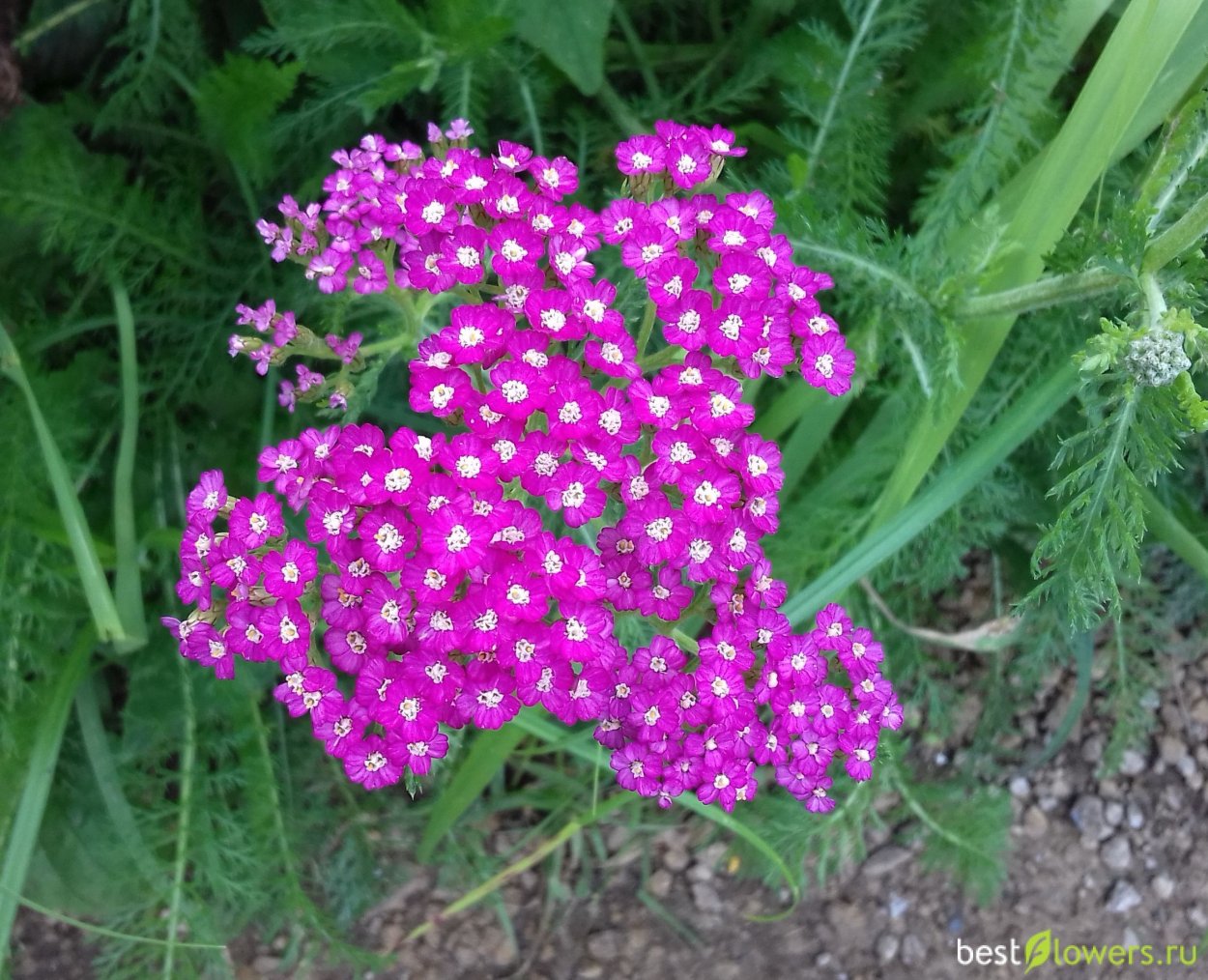 Тысячелистник Саммервайн