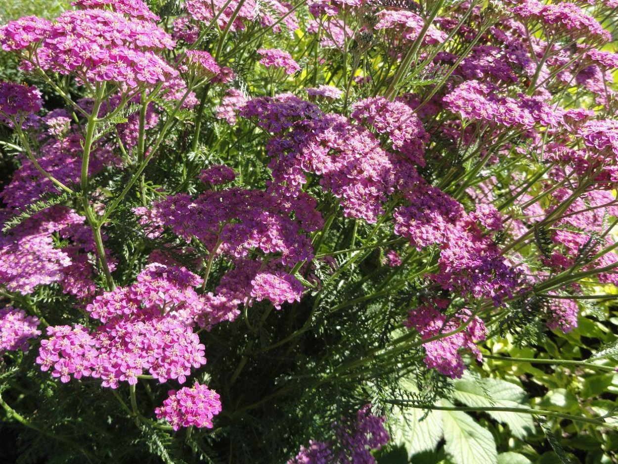 Yarrow тысячелистник