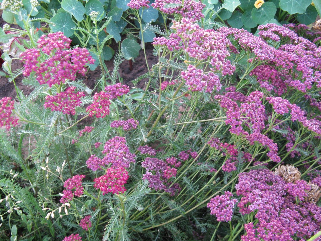 Achillea millefolium Wesersandstein