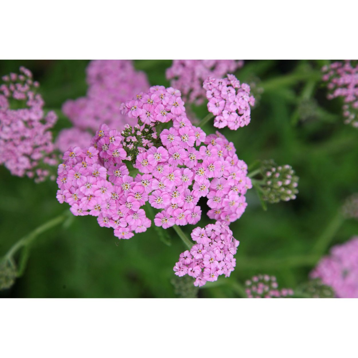 Тысячелистник Лаура