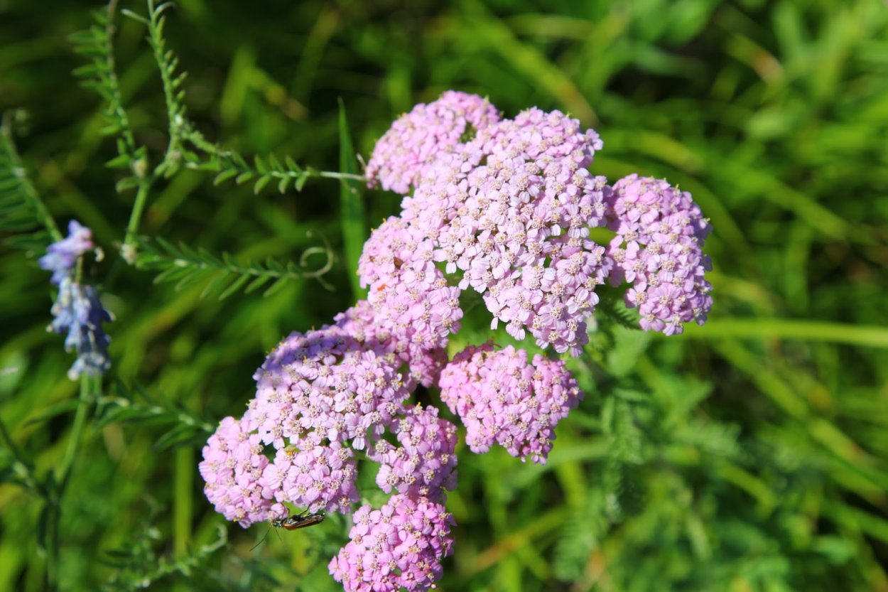 Тысячелистник обыкновенный фиолетовый