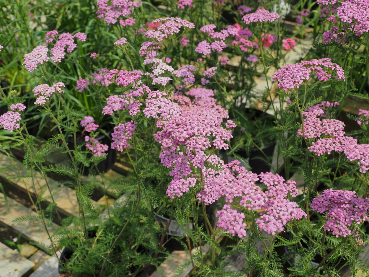 Тысячелистник в ландшафтном дизайне
