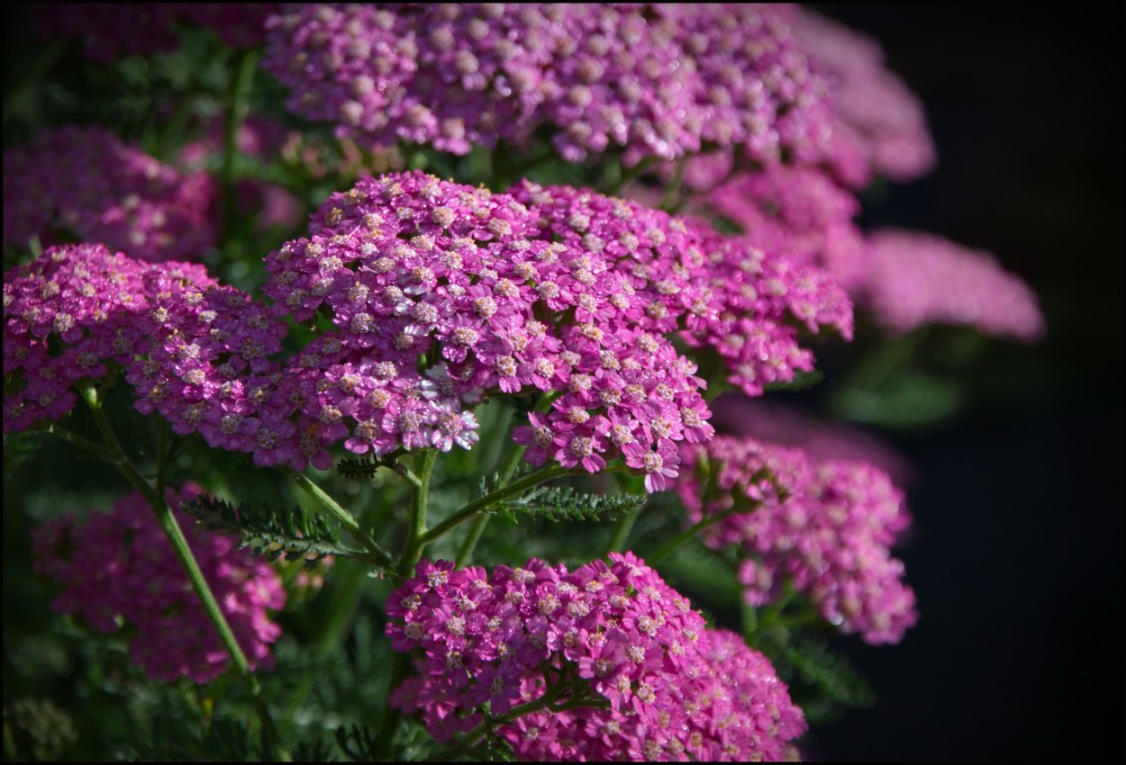 Ахиллея Лилак Бьюти