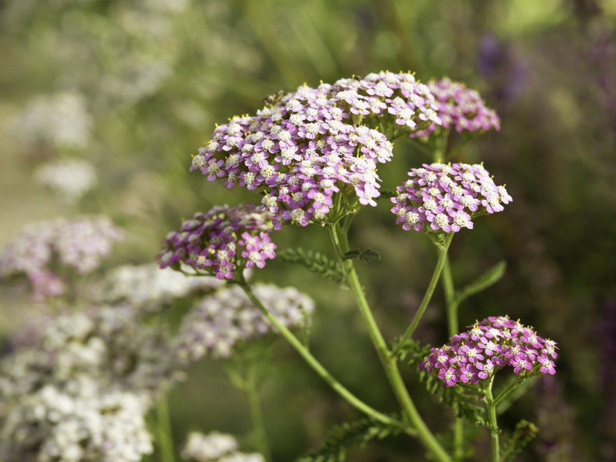 Тысячелистник Мэдисон