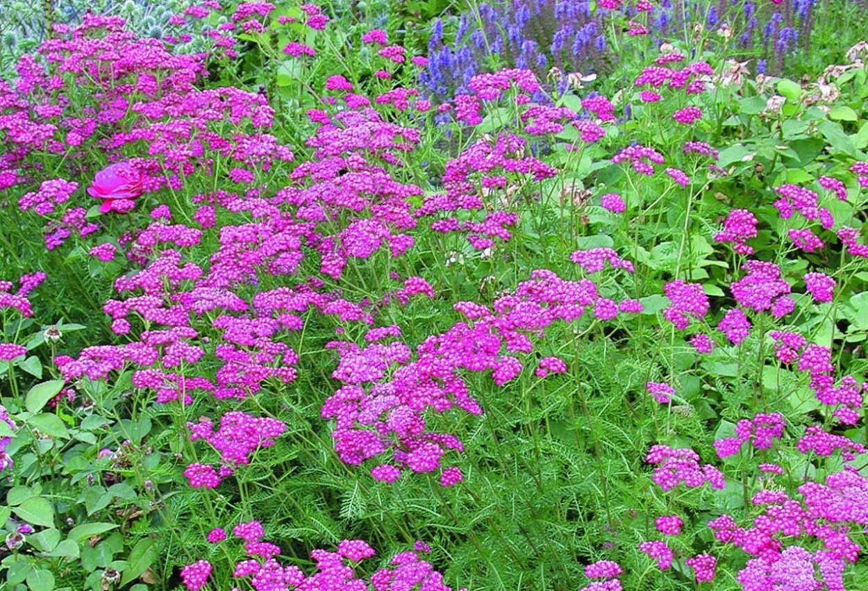 Тысячелистник саммер пастел