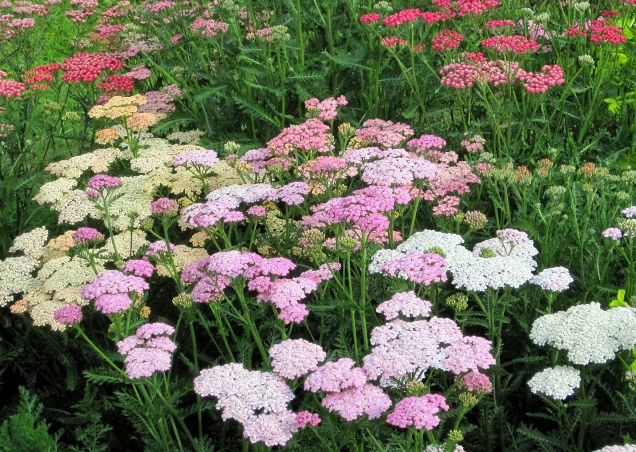Тысячелистник зонтичный Achillea umbellata