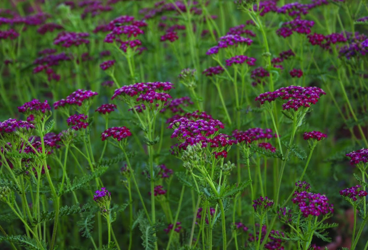 Тысячелистник садовый многолетний