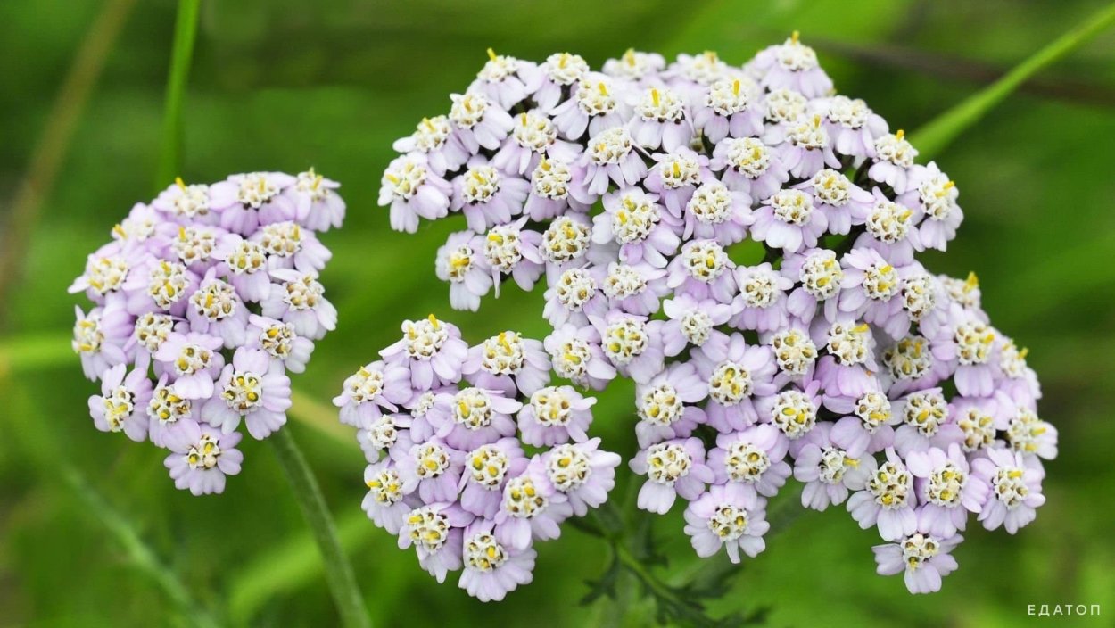 Кермек или морская Лаванда