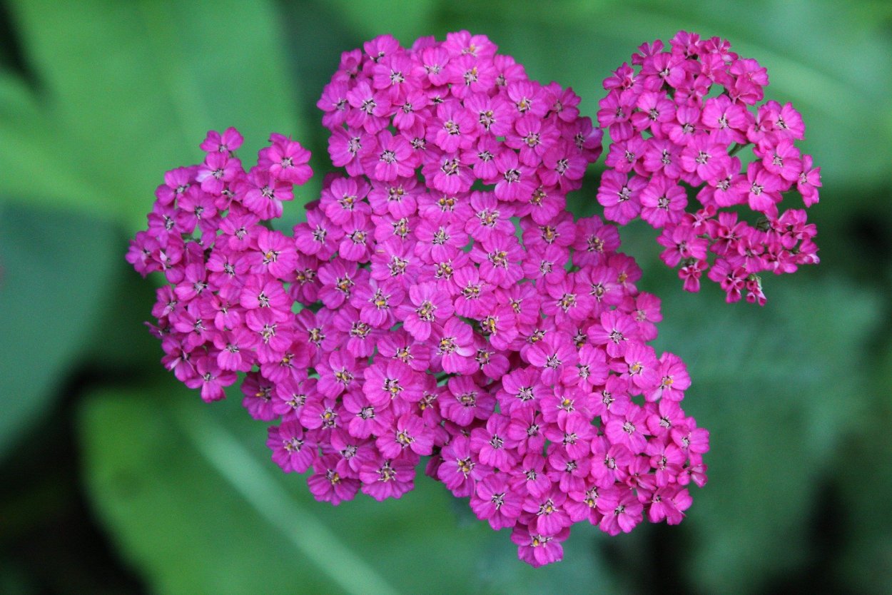 Achillea in cultivars