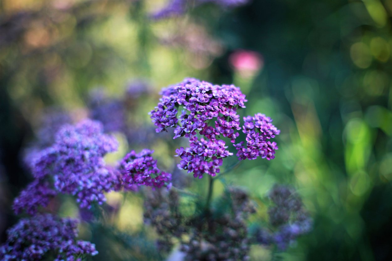 Тысячелистник сиреневый