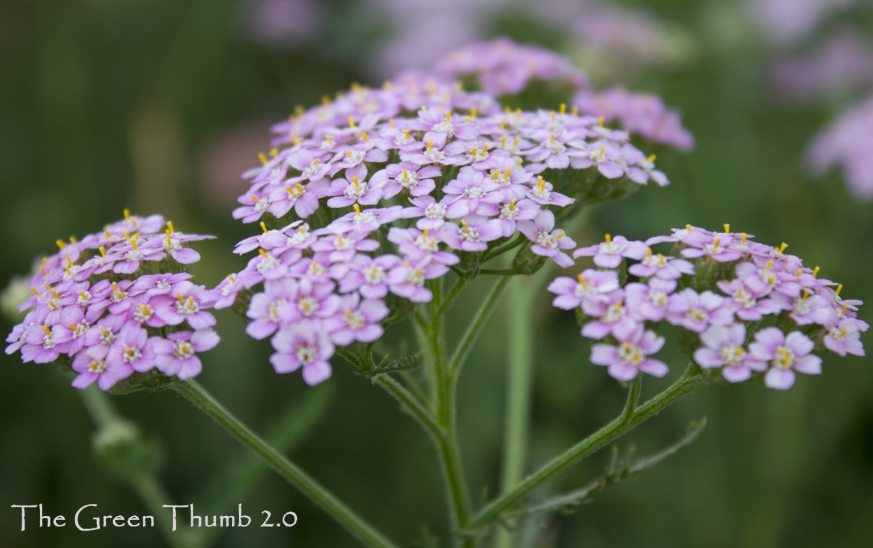 Тысячелистник саммер Беррис