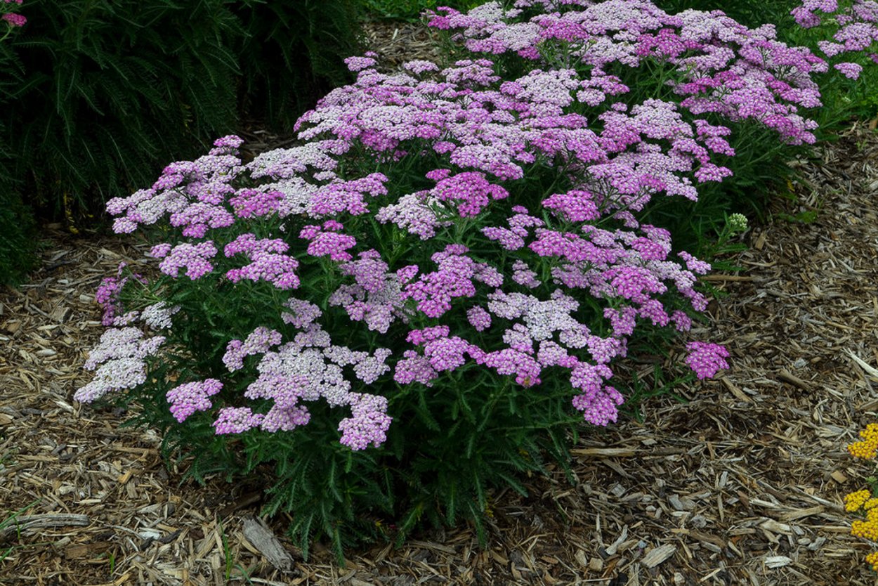 Тысячелистник Achillea millefolium Appleblossom
