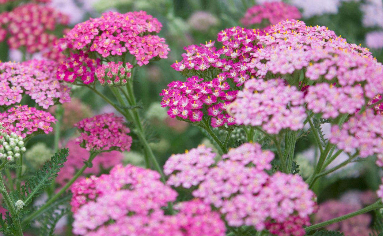 Тысячелистник Лаура