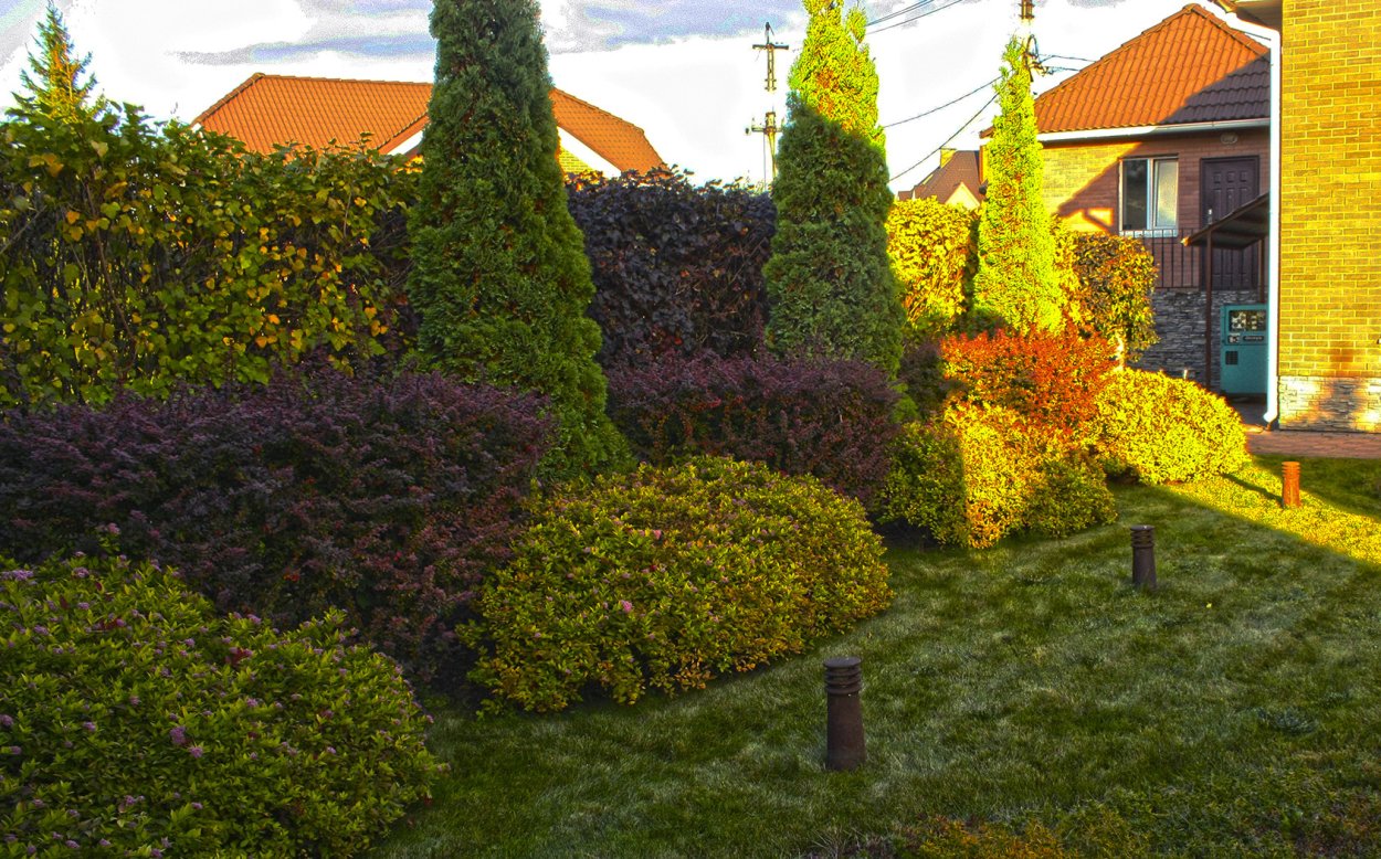 Живая изгородь из туи и пузыреплодника