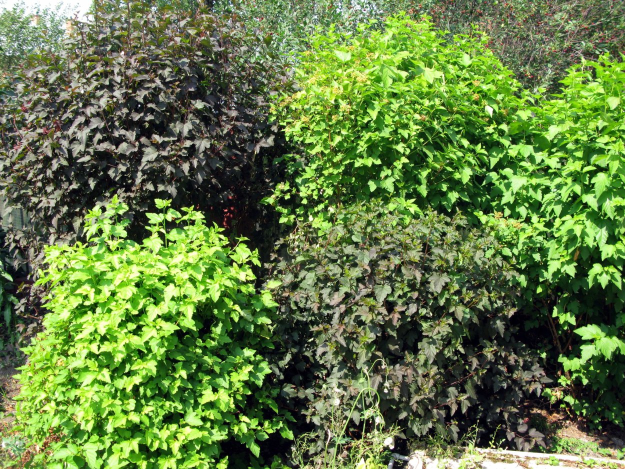 Пузыреплодник Барбарис дерен Живая изгородь