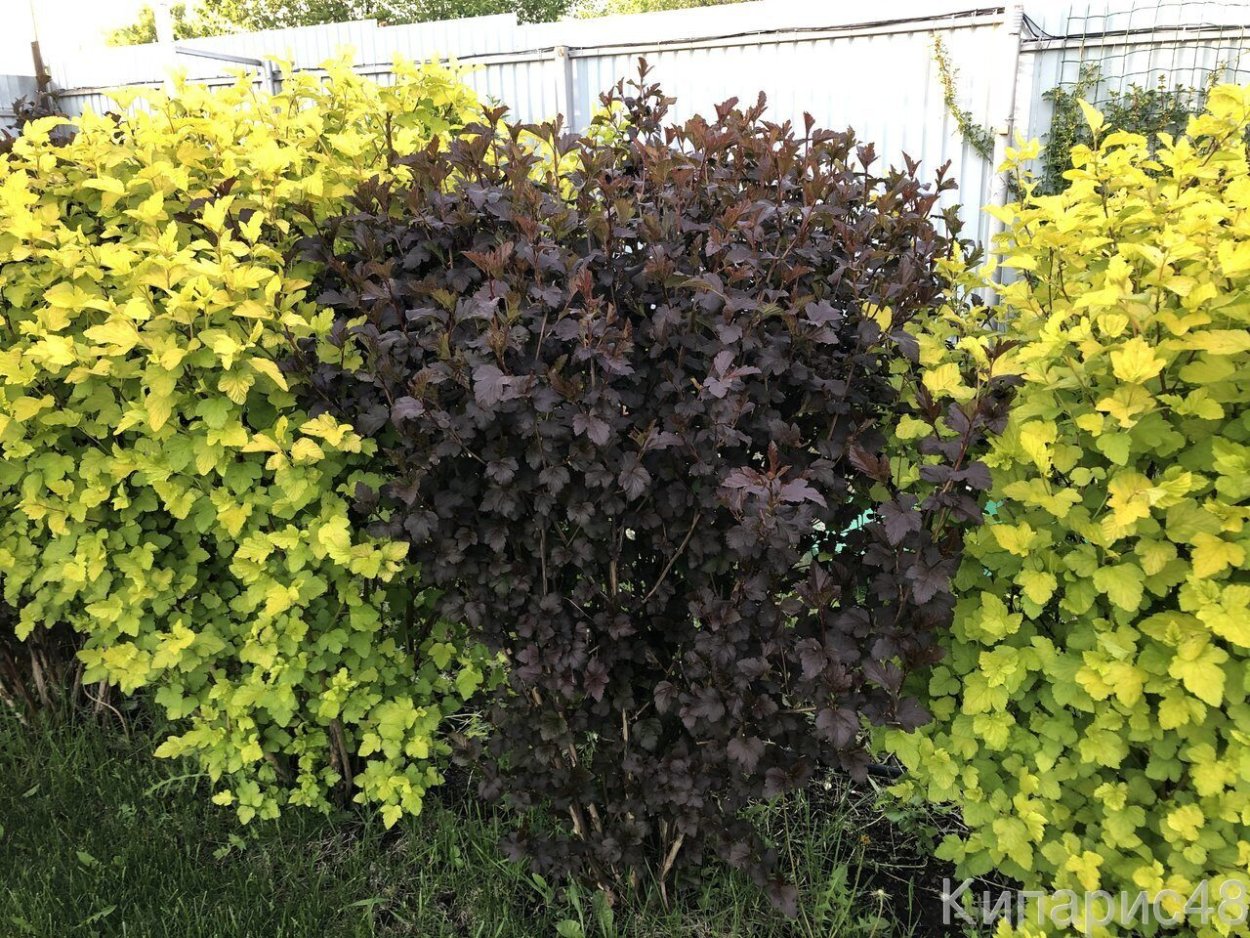 Пузыреплодник калинолистный диабло