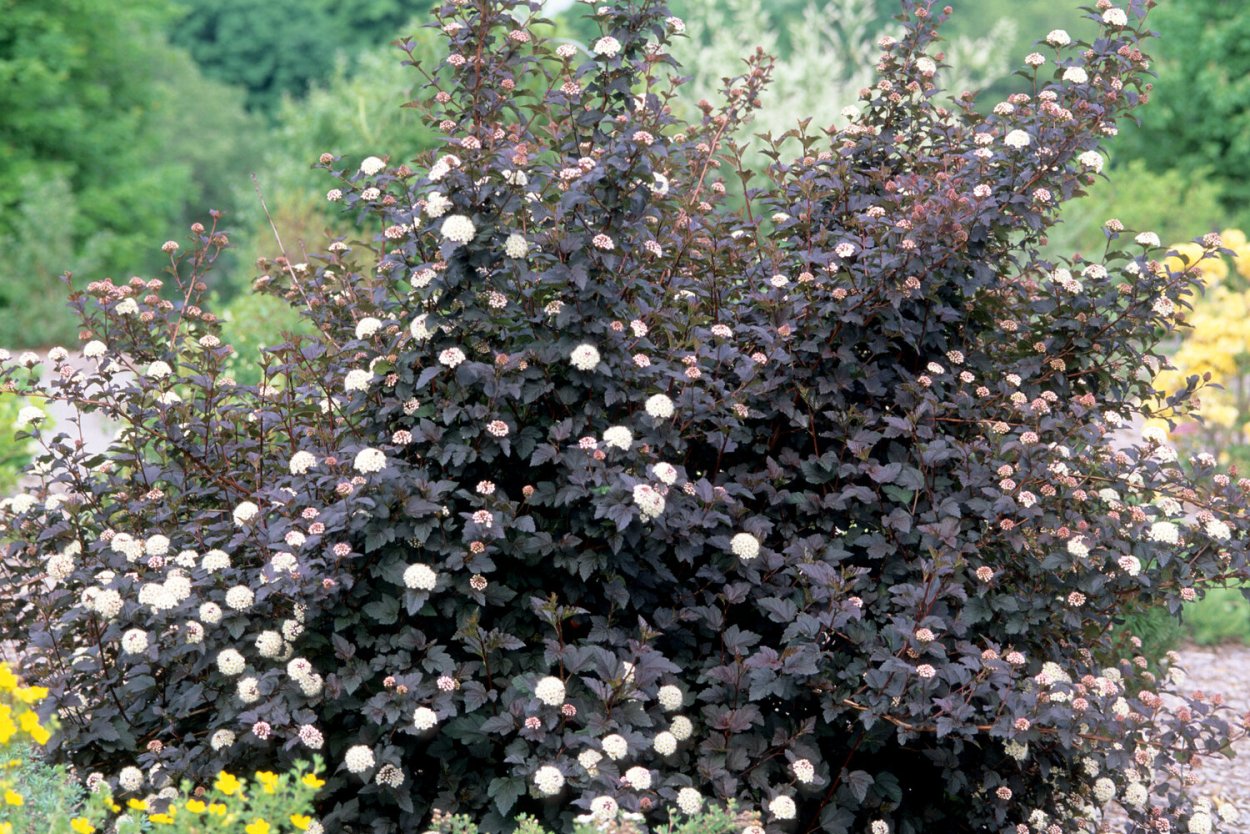 Пузыреплодник диабло