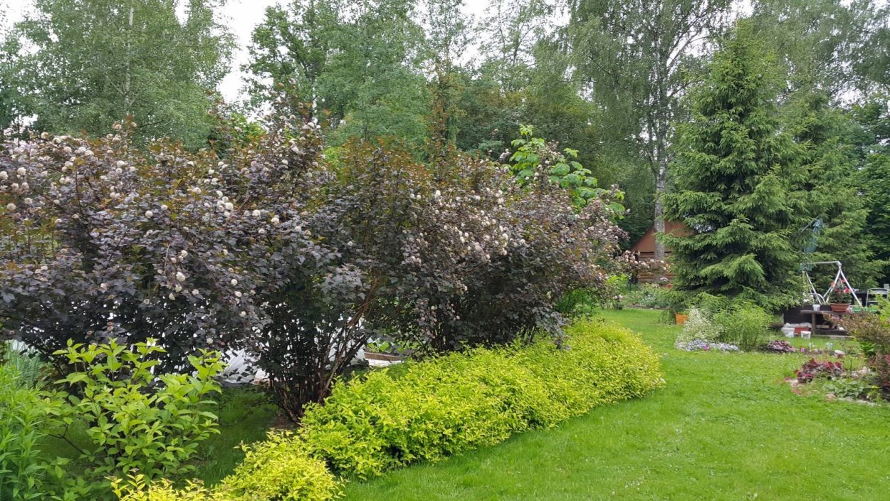 Дерен и пузыреплодник