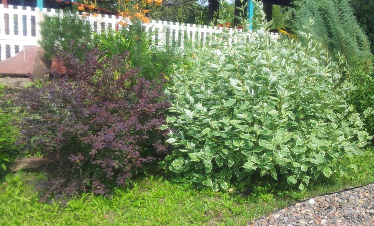 Дерен Живая изгородь