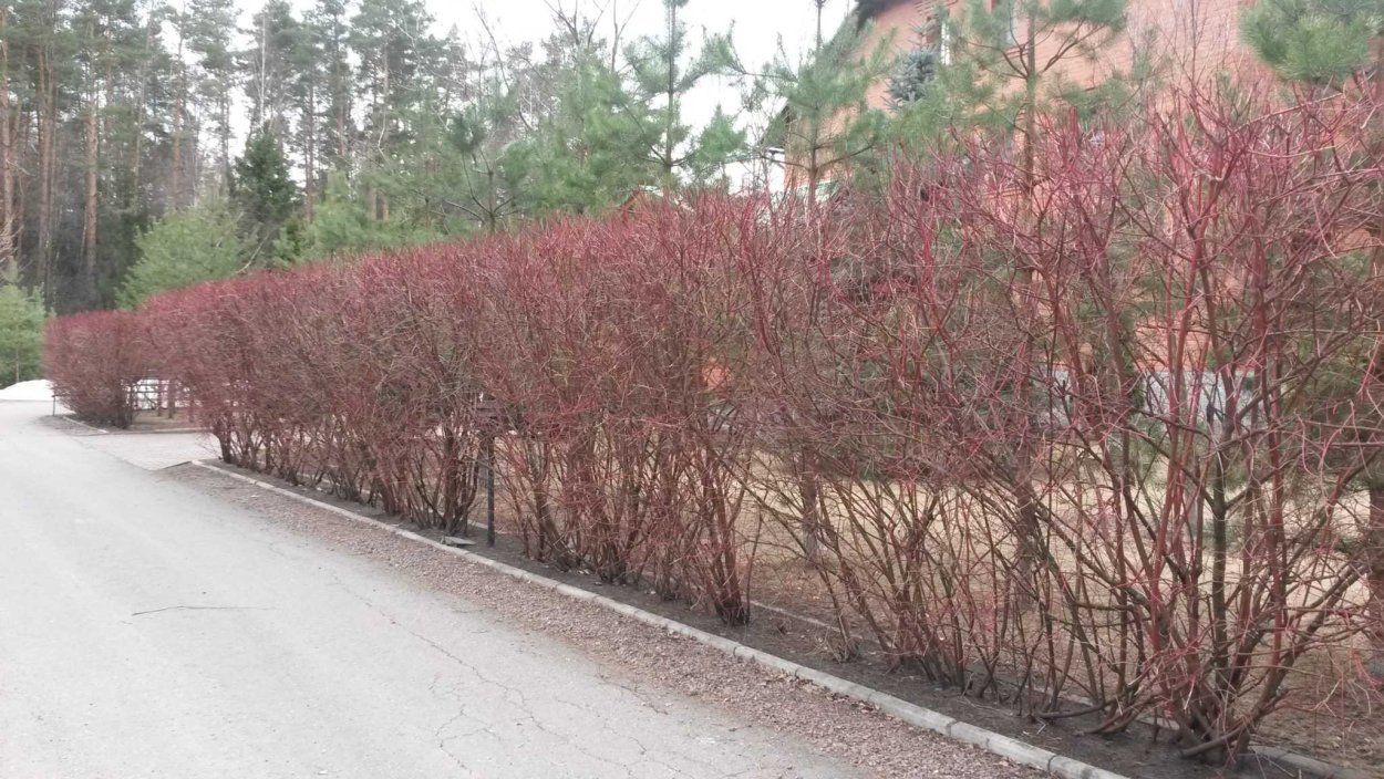 Дерен Сибирика Живая изгородь