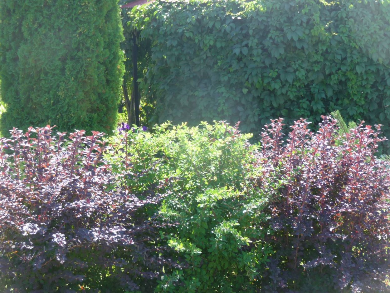 Пузыреплодник Живая изгородь с барбарисом